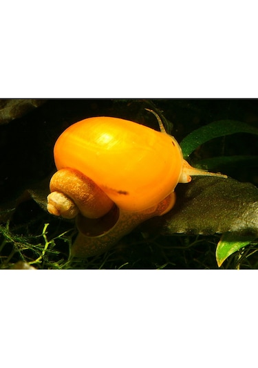 Elma Salyangozu Altın Damızlık Altı 10 Adet 5 Erkek 5 Dişi