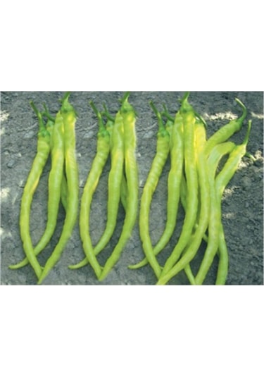 Biber Sarı Sivri Çorbacı Tohumu 10 Gr