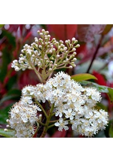 Tüplü Alev Çalısı Photinia Red Robin 30 40 Cm