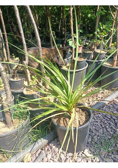 Yeşil Deniz Fidancılık Dracena Bitkisi 40-70 Cm