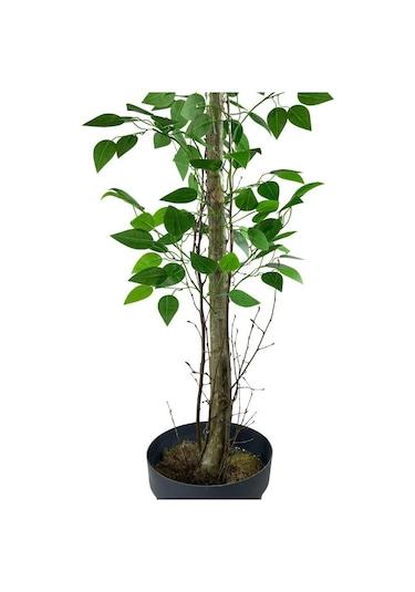 Yapay Limon Ağacı 130Cm 8 Limonlu Doğal Görünümlü Siyah Plastik S