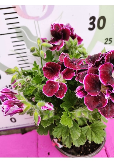 Bordo Ceylangözü Sardunya Pelargonium Domesticum - Renkli Süs Bitkisi