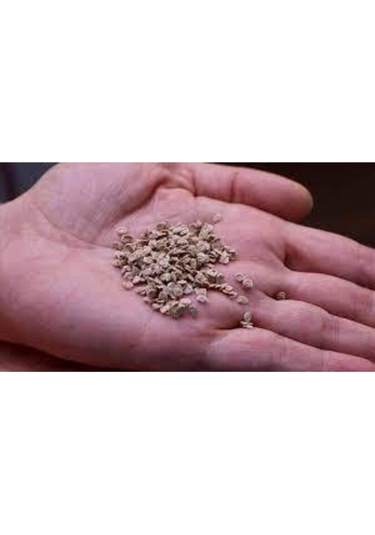 Tohumculuk Salatalık Tohumu