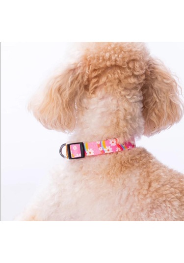 Pawstar Daisy Boyun Tasması M Boyun Çevresi: 32 Cm X 48 Cm Çok Renkli