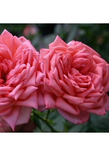 Tüplü Yediveren Çok Goncalı Soğuklara Dayanıklı Royal Gül Fidanı