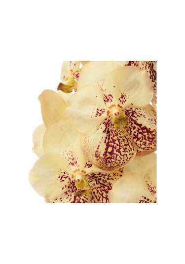 Vanda Sunanda 'yellow Henna' Vanda Orkide