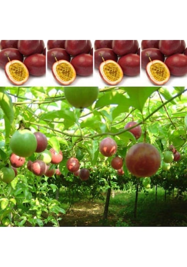 Passiflora Çiçeği Tohumu Çarkıfelek Çiçeği Thumu 10 Adet Tohum