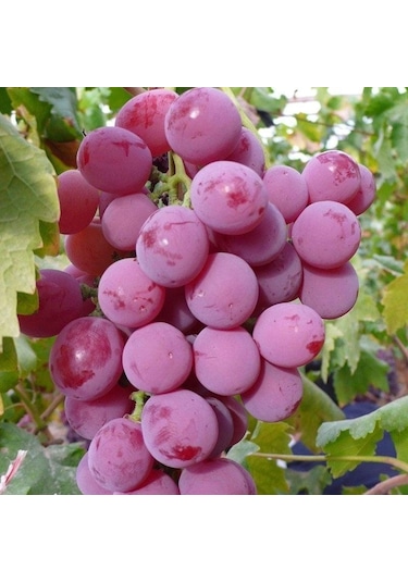 Early Kardinal Kırmızı Tüplü Üzüm Fidanı