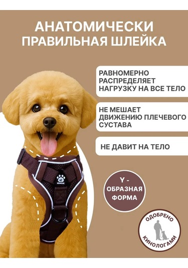 Tori Küçük Ve Orta Irklar İçin Tasmalı Köpek Kayışı Ve Kedi Şeridi 417829533