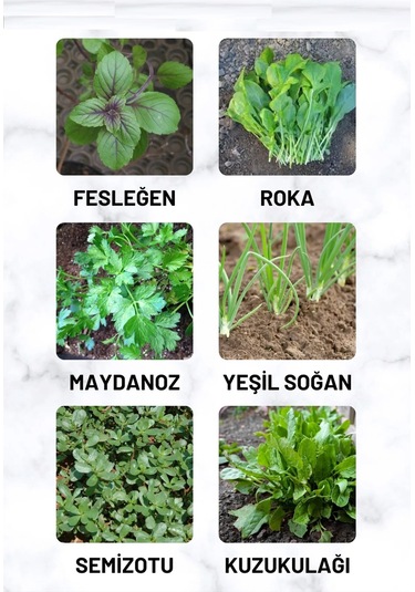 Fesleğen, Roka, Maydanoz, Soğan, Semizotu, Kuzukulağı 60 GR