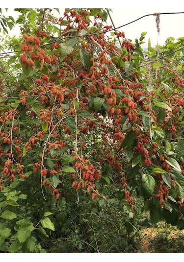 4yaş Yediveren Avustralya Dut Fidanı Tüplü Üzeri Meyveli