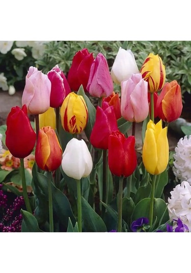 Flower House Mıx 10 Adet Lale Soğanı 162970124