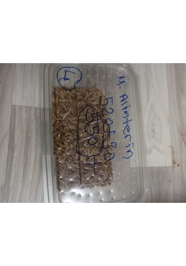 Kurutulmuş Un Kurdu 50 Gram