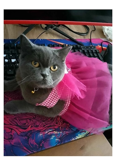 Gobo Kareli Yıldızlı Tüllü Kedi Köpek Kıyafeti Elbisesi