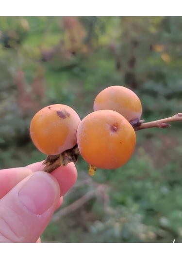 Soğuğa Dayanıklı Yabani Cennet Hurması Fidanı Trabzon Hurması - Tüplü Kara Hurma - Mini Meyveli