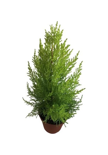 Cupresus - Limon Selvi