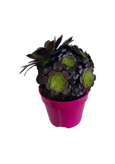 Aeonium Velour 15 Cm Lik Saksıda