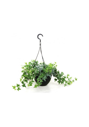 Mini Hedera Alacalı Salon Sarmaşığı- Hedera Helix Variegata Askılı Saksıda 3 Adet