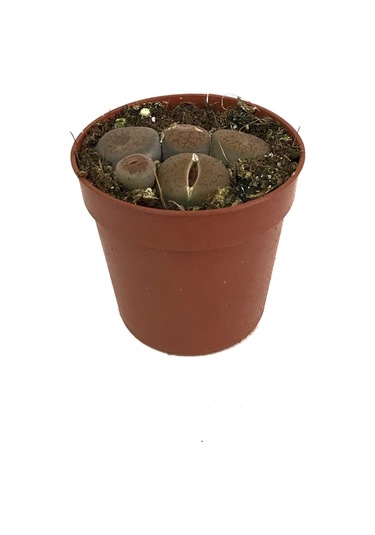 Lithops Mix (Taş Kaktüs) Ø5,5 CM Y0-10 CM