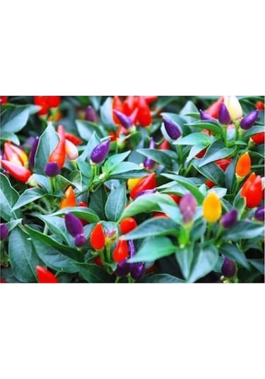 Karışık Renk - Gökkuşağı Süs Biberi Tohumu