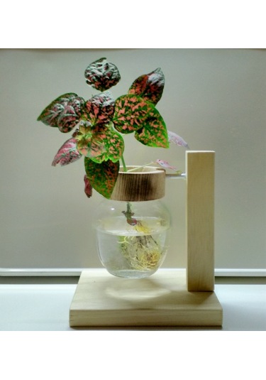 Topraksız Bitki ve Çiçek için Ahşap Ayaklı Dekoratif Cam Vazo