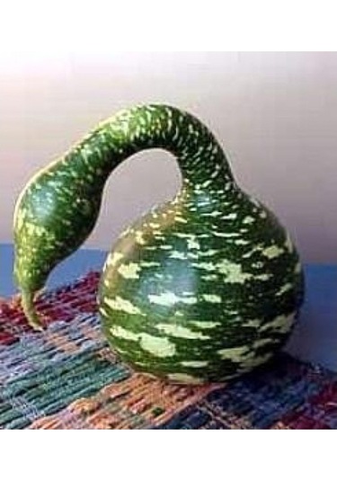 15 Adet Tohum Organik Eğri Kuğu Süs Su Kabak Tohumu Yeşil Su Kabağı Hediye