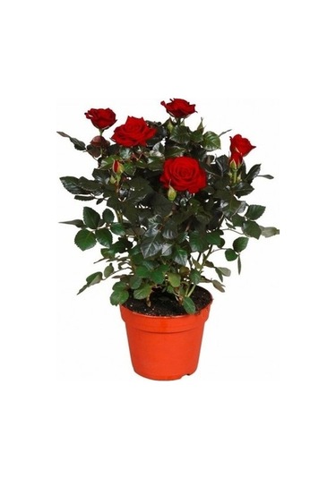 Sistemik Sıvı Bakır Plant-Cu 1 KG