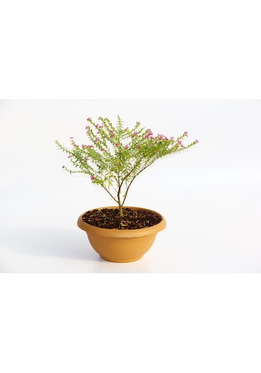 Bonsai Kufeya Cennet Çiçeği