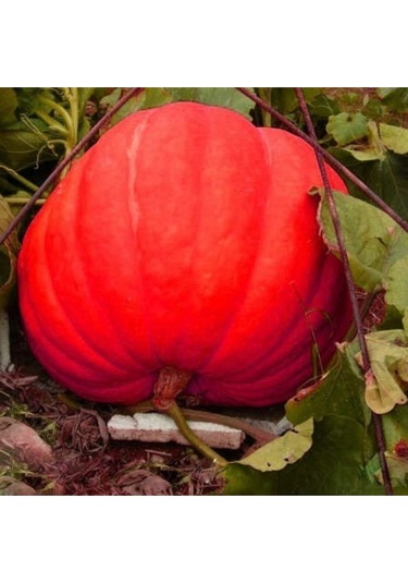 Dev Amerikan Balkabağı Tohumu