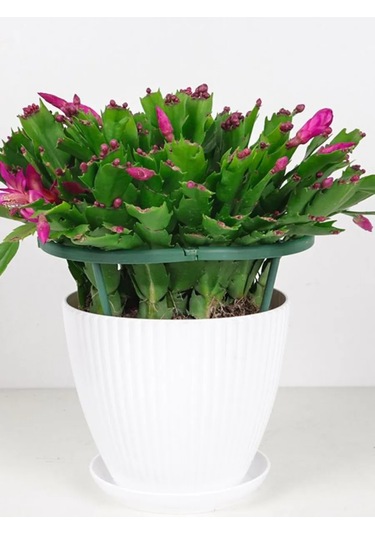 Catalea Family Bitki Desteği 6 Adet - 24 Cm 267740991