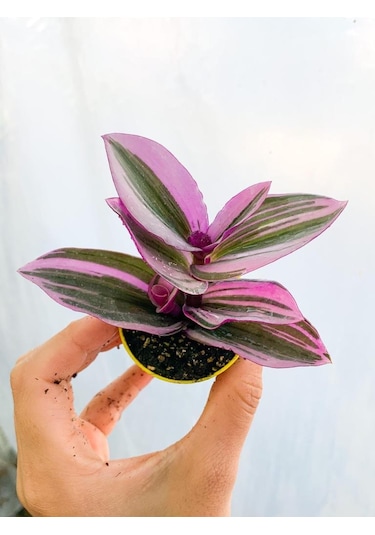 Pembe Telgraf Çiçeği Canlı Bitki Tradescantia Nanouk 15 Cm