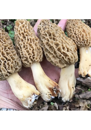 Kuzu Göbeği Mantarı Sıvı Miseli 30cc