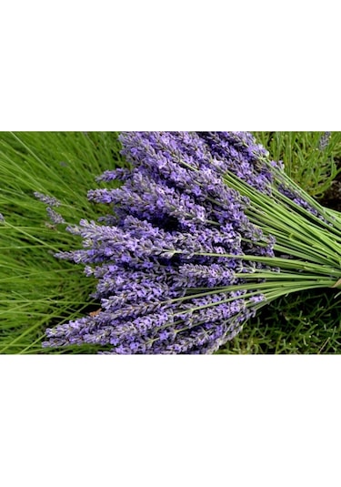 Ingiliz Lavanta Tohumu Lavandula Angustifolia