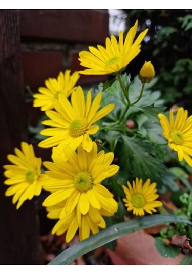Çeşme Papatyası Sarı Renkli 20 40 Cm 1 Adet Saksılı Canlı Bitki Osteospermum