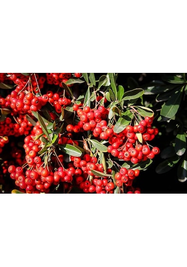 4 ADET Saksıda Ateş Dikeni (pyracantha) Fidanı (50-70 Cm)