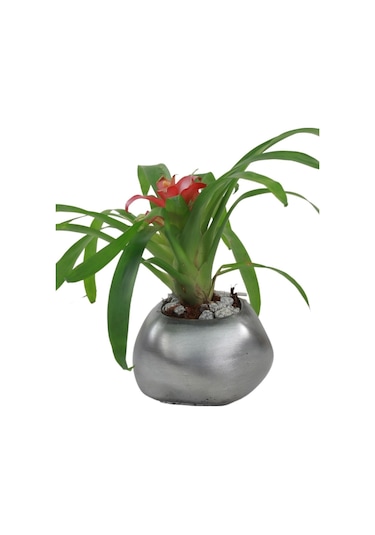 Saksı Çiçek Kaktüs Saksısı Lüx 14 Cm Elips Desen Saksı Çiçeklik - Gümüş Eskitme