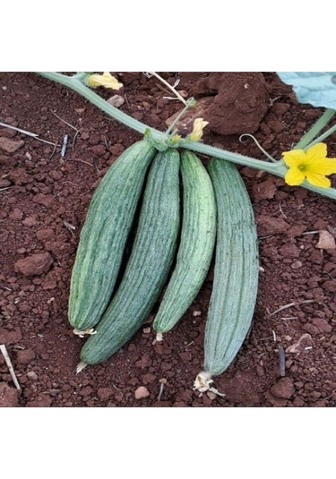 Black Kantarcı Acur Tohumu 50 Tohum