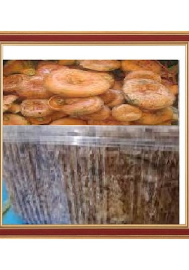 Kanlıca Mantarı Çintar Çam Melki Mantar Deneme Kiti 1 Adet