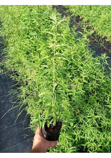 Nocturnum Limon Melisa Çiçeği Fidanı Saksıda 10-20 Cm