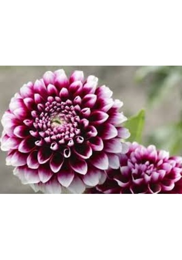 10 Adet Yıldız Çiçeği Tohumu Karışık Dahlia Yıldız Çiçek Tohumu S N114144