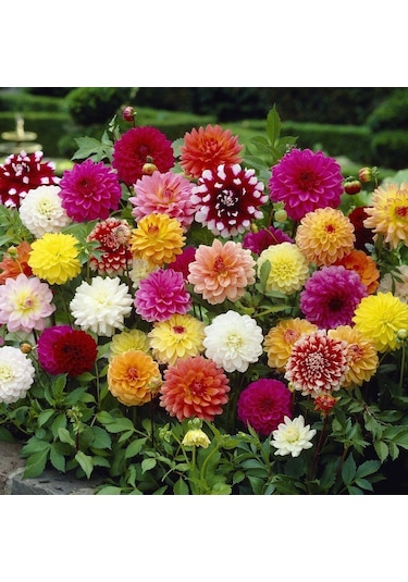 30 Adet Karışık Renkli Dahlia Yıldız Çiçeği Tohumu