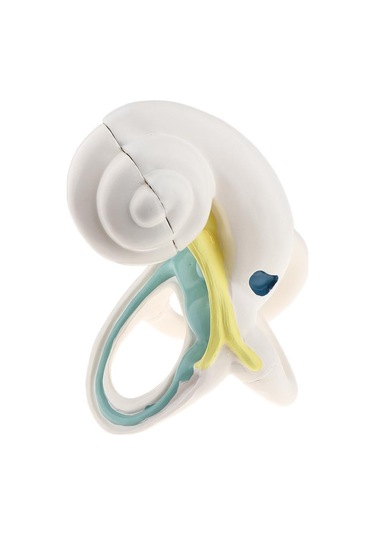 Suntek Büyütülmüş İnsan Kulağı Labirent Anatomik Yapı