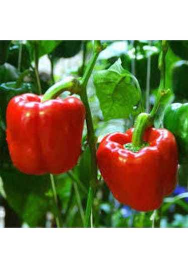 150 Adet Tohum Nadir Kırmızı Dolmalık Biber Tohumu Saksı Toprak Sürpriz Hediye Tohumlu