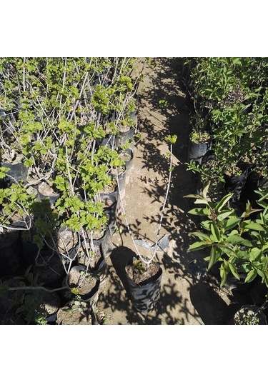 Çınar Kartopu Çiçeği Viburnum Opulus