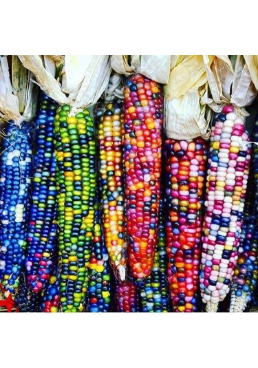 Paket Renkli Hint Mısırı Tohumu 30 Tohum + Tohum