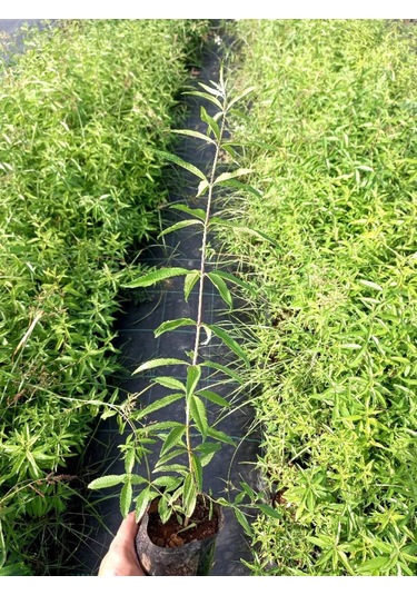 Melisa Çiçeği Fidanı 3 Adet - Cestrum Nocturnum N11.527