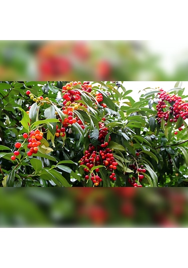 Güz Karayemişi Özel Ürün 80 120 Cm Tüplüdür