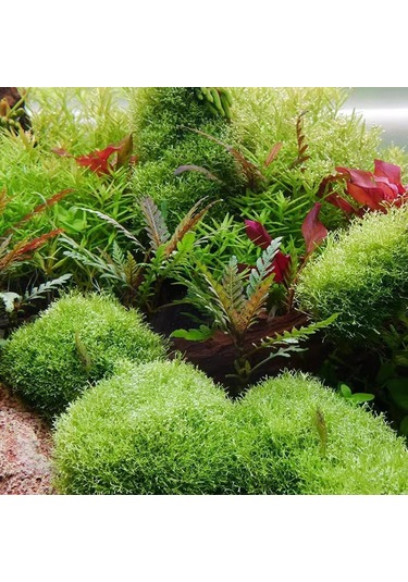 Suntek Akvaryum Co2 Difüzörü Sessiz Silindir İçi Hollanda-200