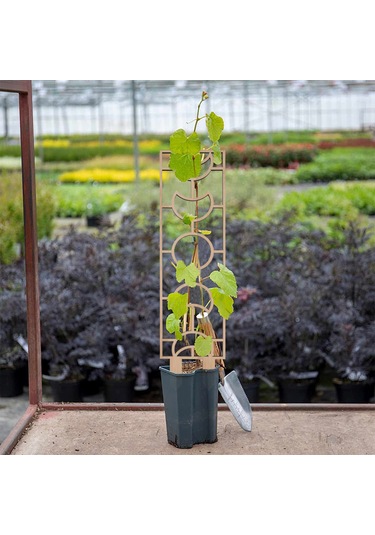 Ximistore9 Ahşap Bahçe Sarmaşık Desteği, 3 Parça İç-dış Mekan Bitki Dekorasyonu 300x132mm