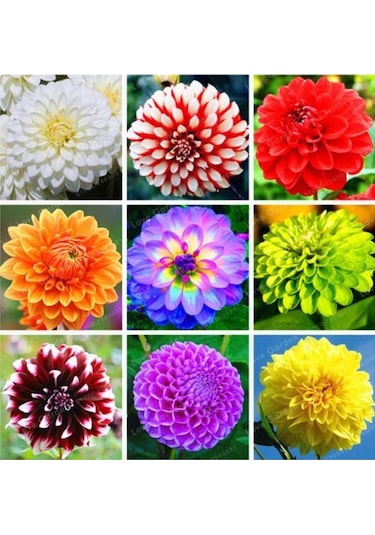 50 Adet Karışık Renk Dahlia Yıldız Çiçeği Tohumu + 10 Adet Ht Hediye Gül Tohumu